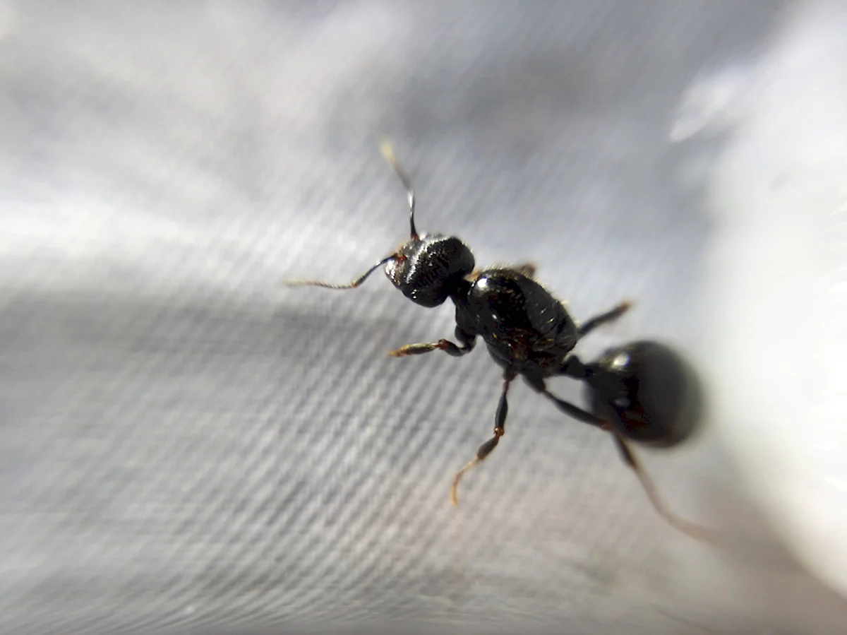 Насекомые похожие на муравьев
