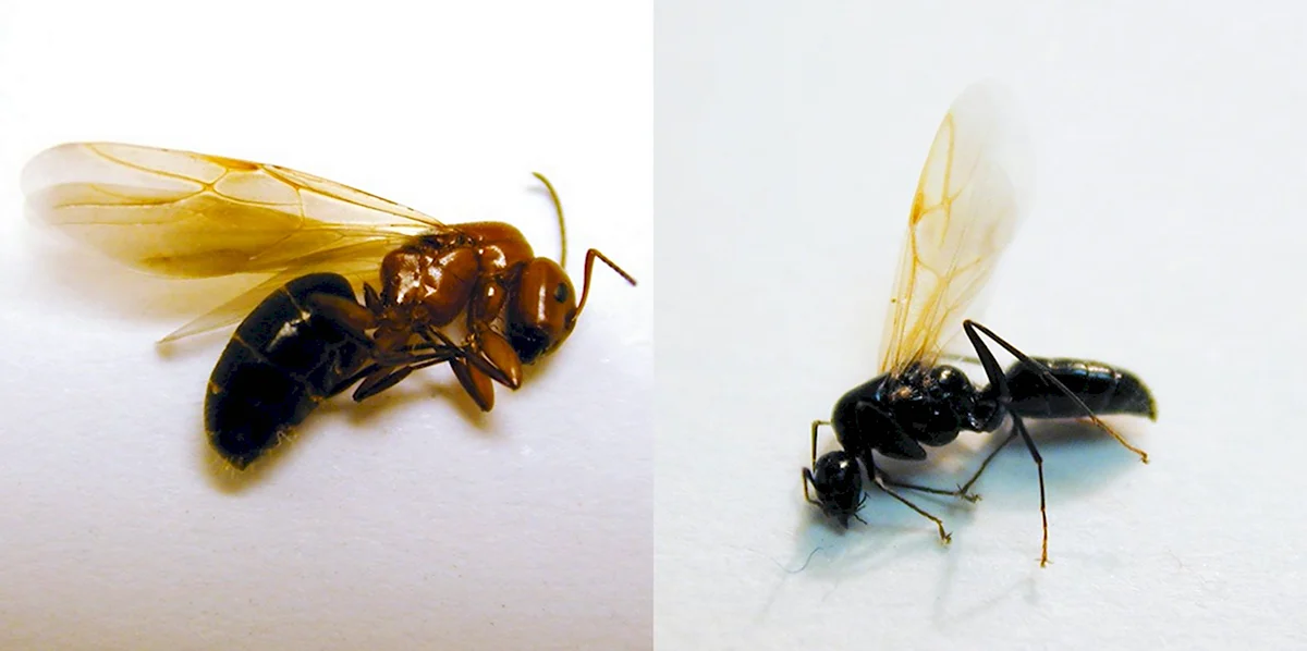 Насекомые похожие на муравьев с крыльями