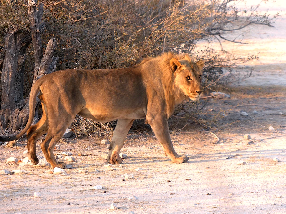 Национальный парк Африки Этоша Лев