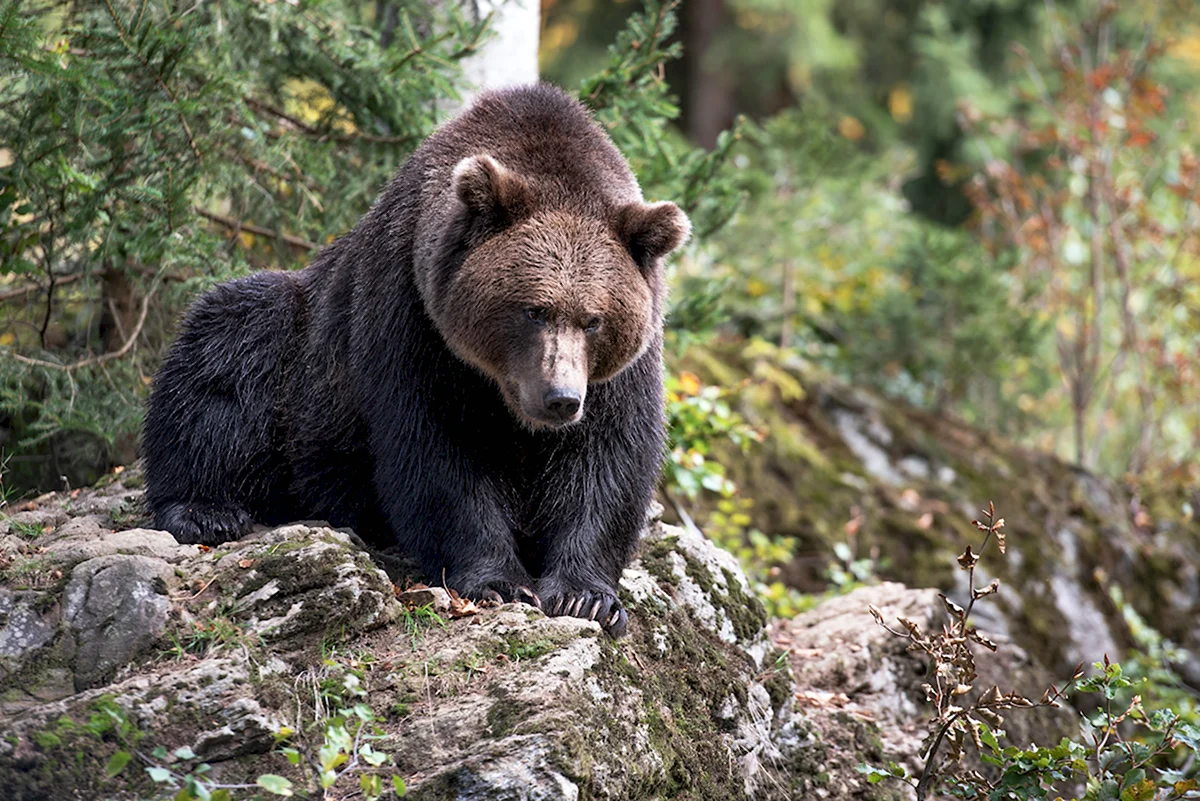 Национальный парк Башкирия медведи