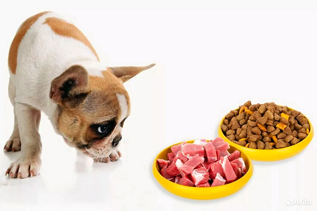 Натуральная еда для собак