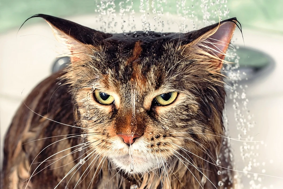 Недовольные мокрые коты