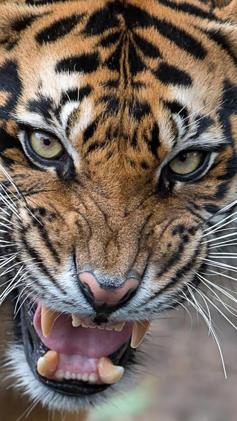 Недовольный тигр