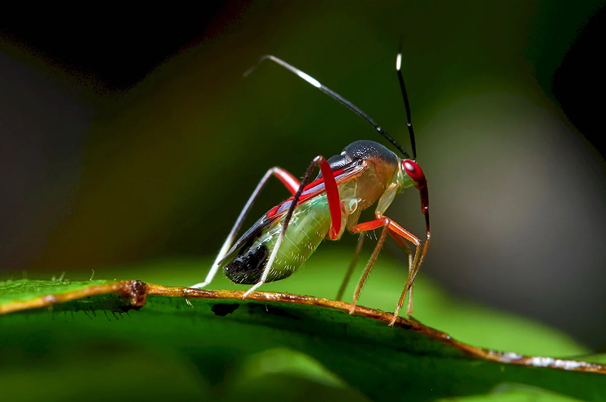 Необычные насекомые