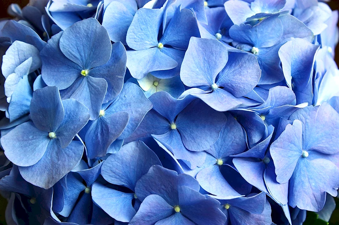 Необычные синие цветы