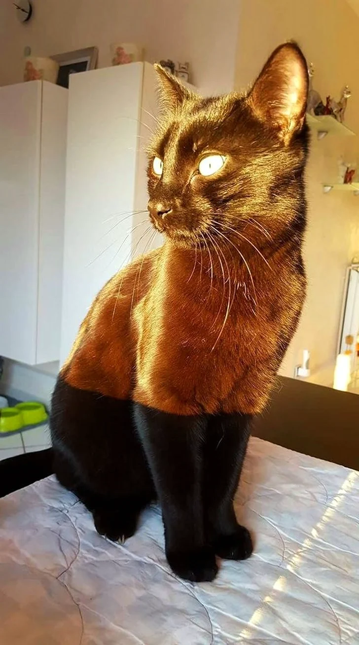 Необычный кот