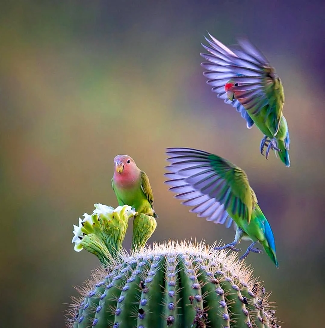 Неразлучники попугаи в кактусах