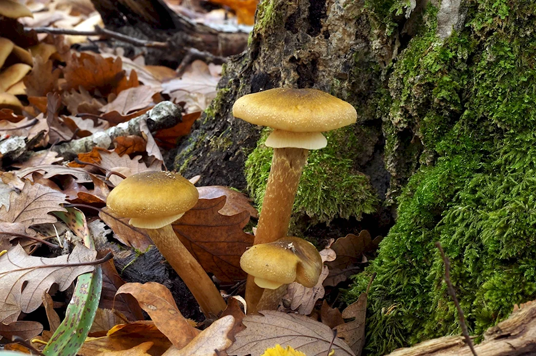 Несъедобные грибы Кубани