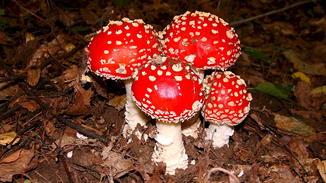 Несъедобные грибы Липецкой области