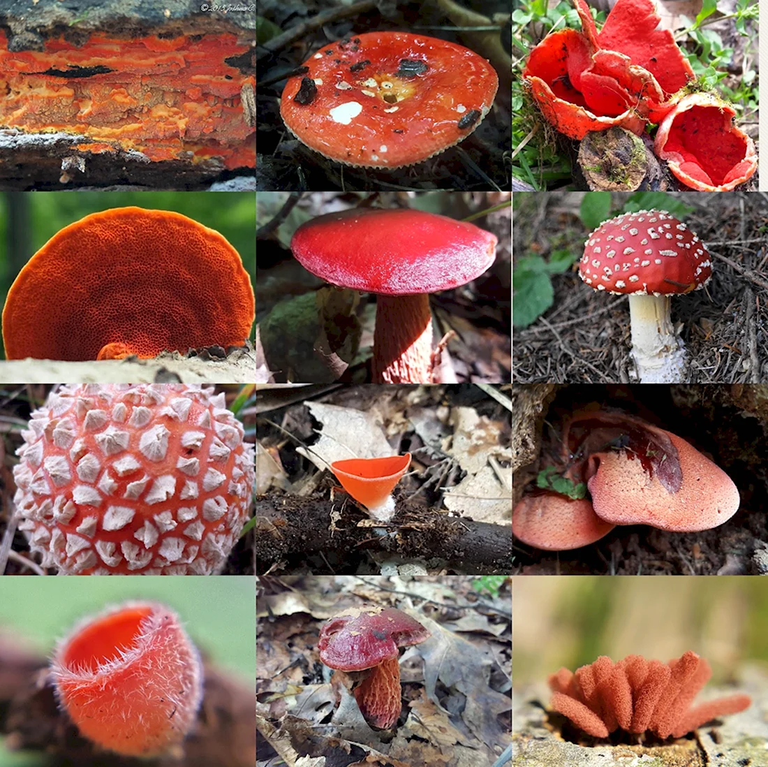 Несъедобные Лесные грибы