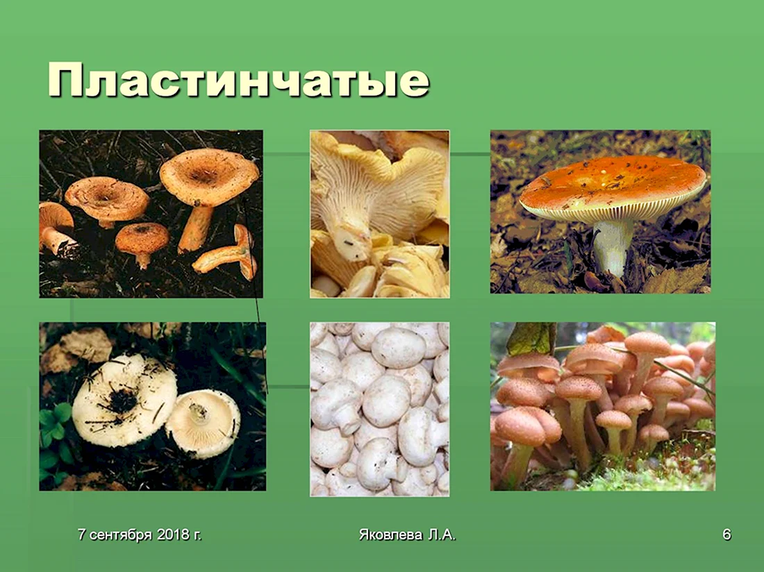Несъедобные пластинчатые грибы