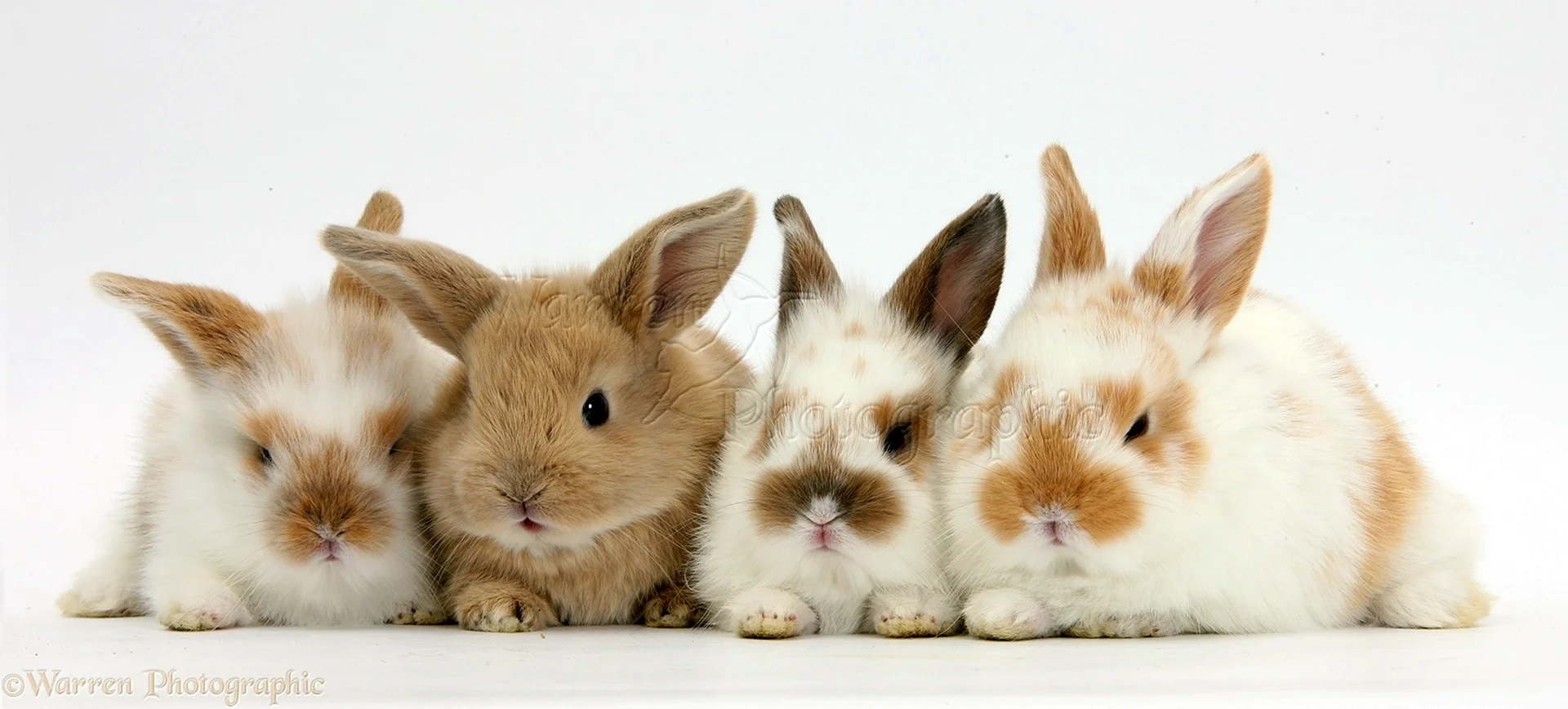 Несколько кроликов
