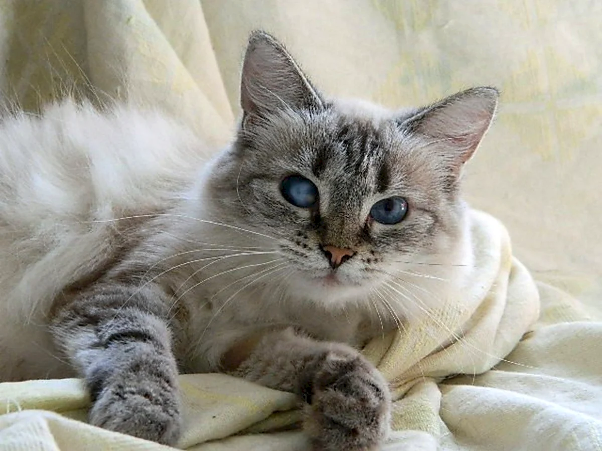 Невская маскарадная кошка короткошерстная