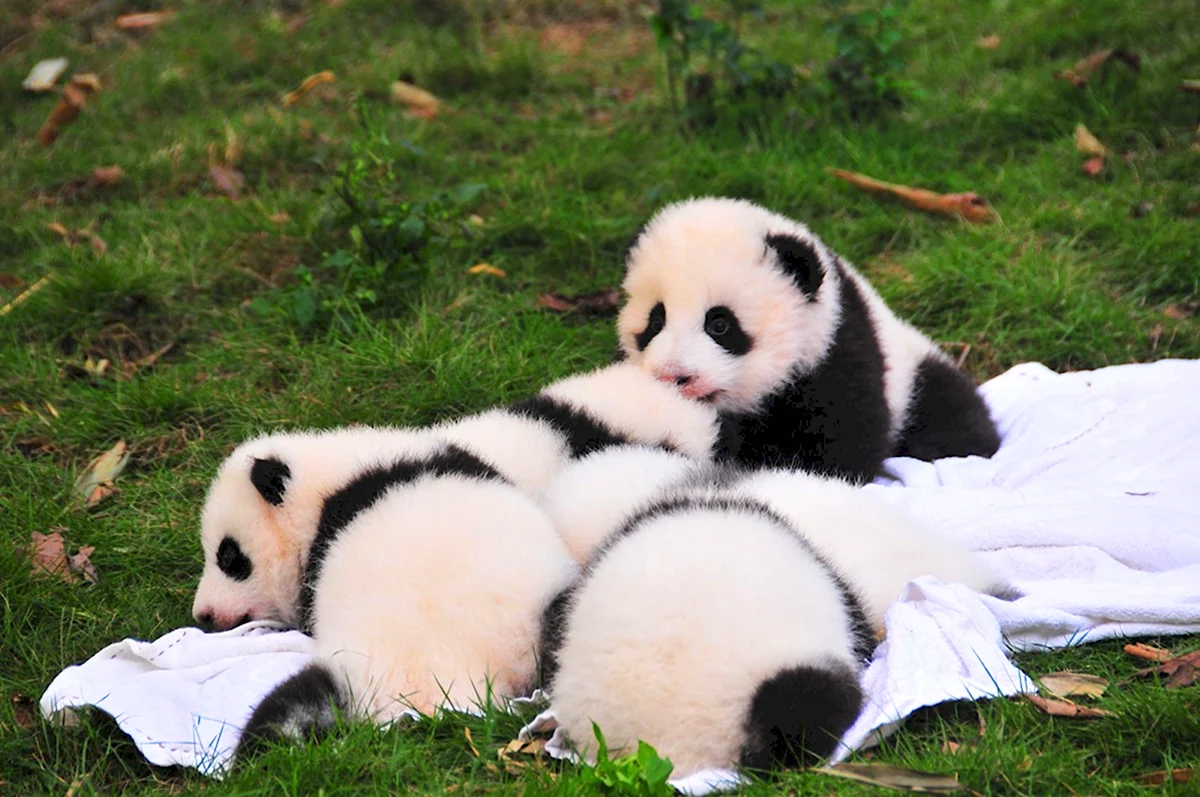 Няшные панды