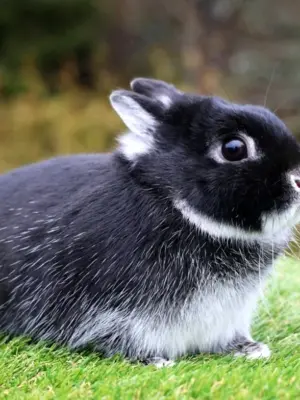 Нидерландский карликовый кролик черный