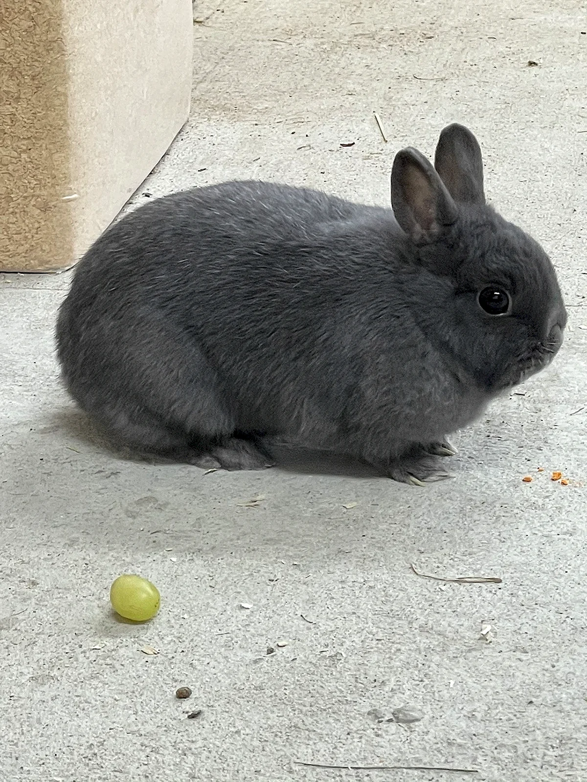 Нидерландский карликовый кролик размер