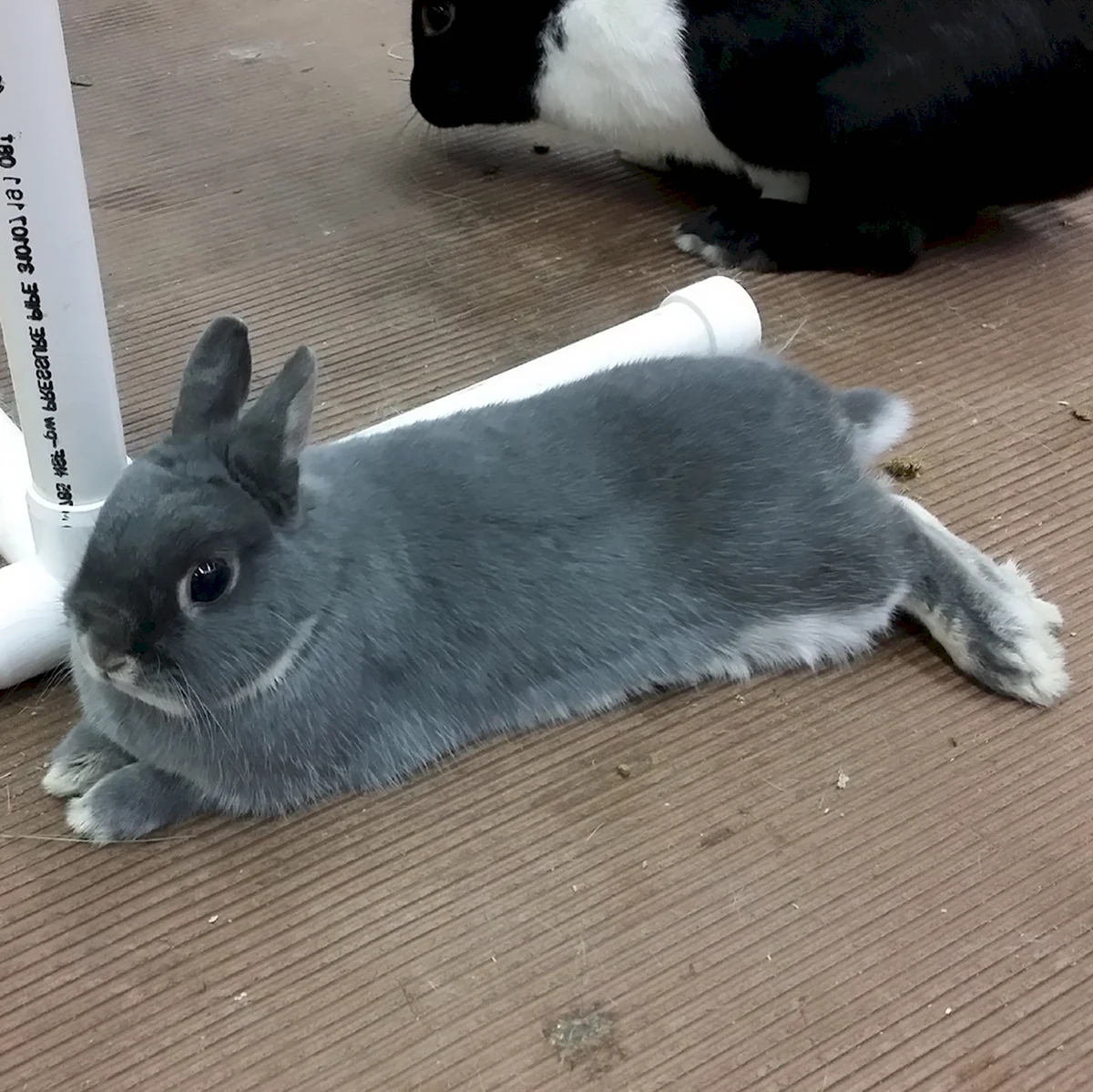Нидерландский карликовый кролик серый