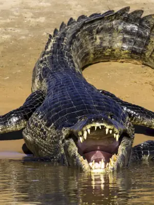 Нильский крокодил