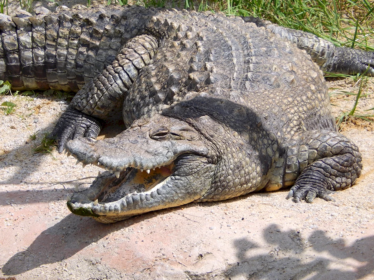 Нильский крокодил в Московском зоопарке