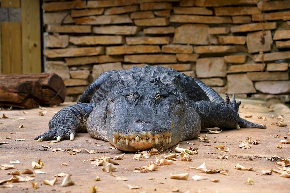 Нильский крокодил в Московском зоопарке