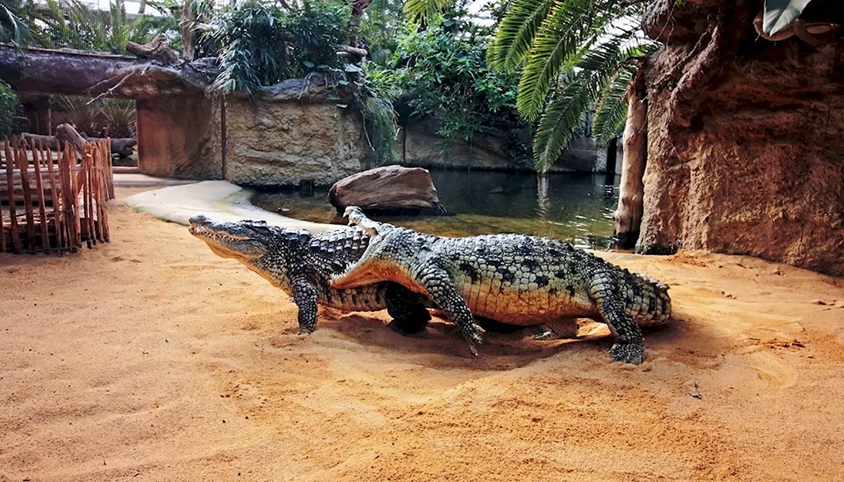 Нильский крокодил в зоопарке