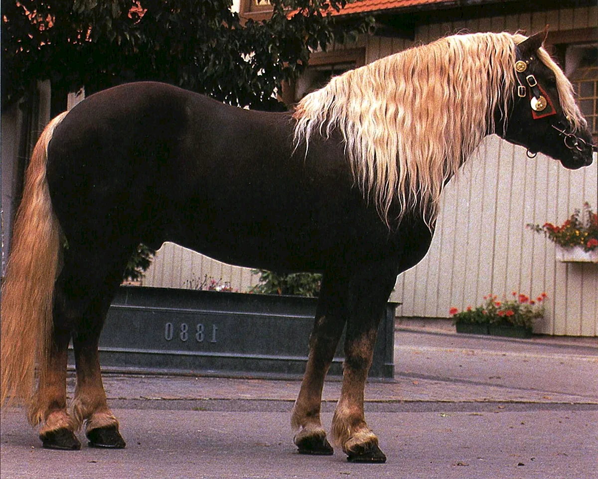 Норикер порода лошадей
