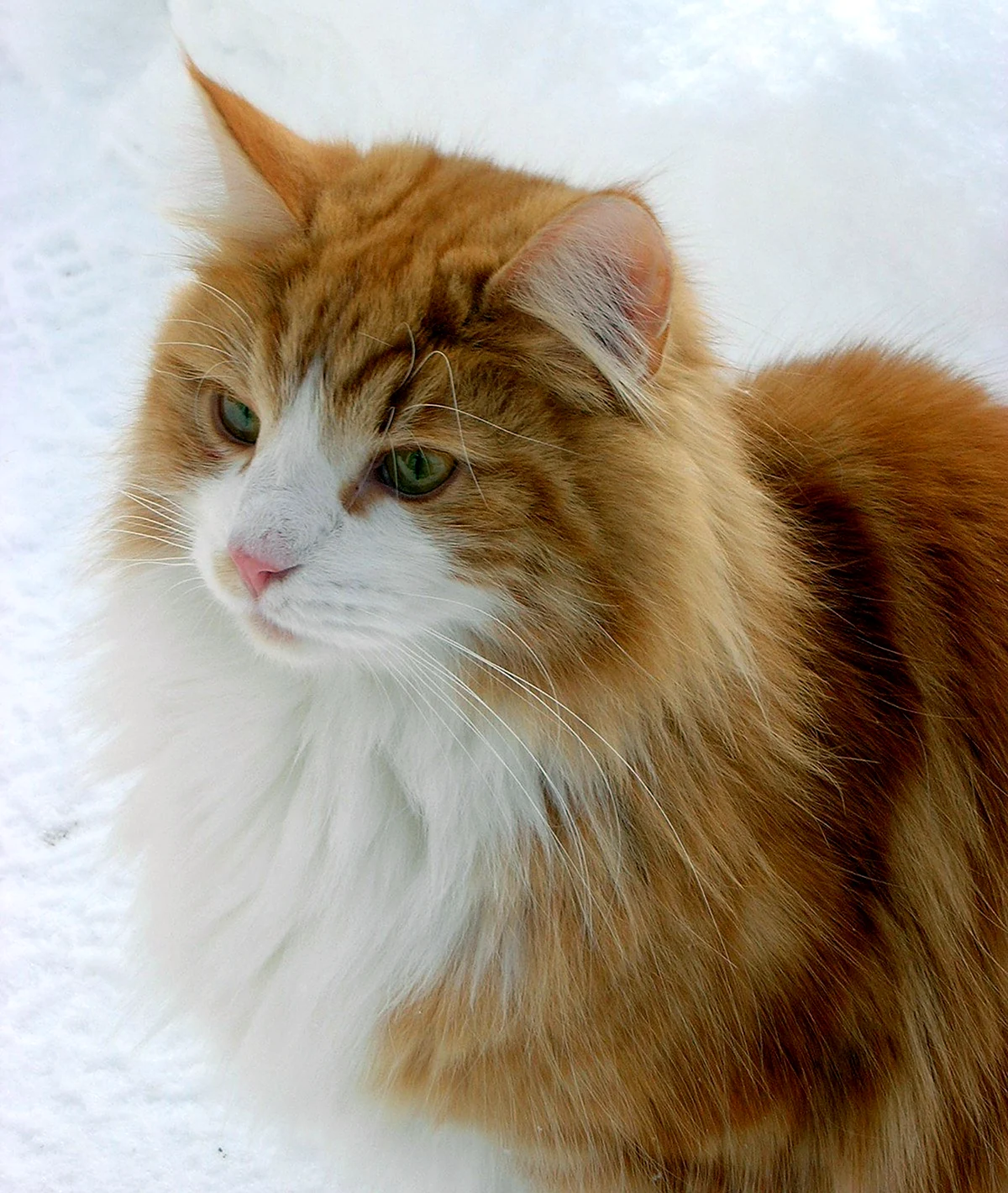Норвежская Лесная кошка гладкошерстная