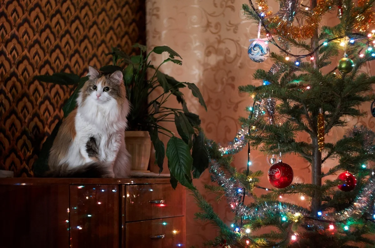 Новогодняя елка с котом в интерьере