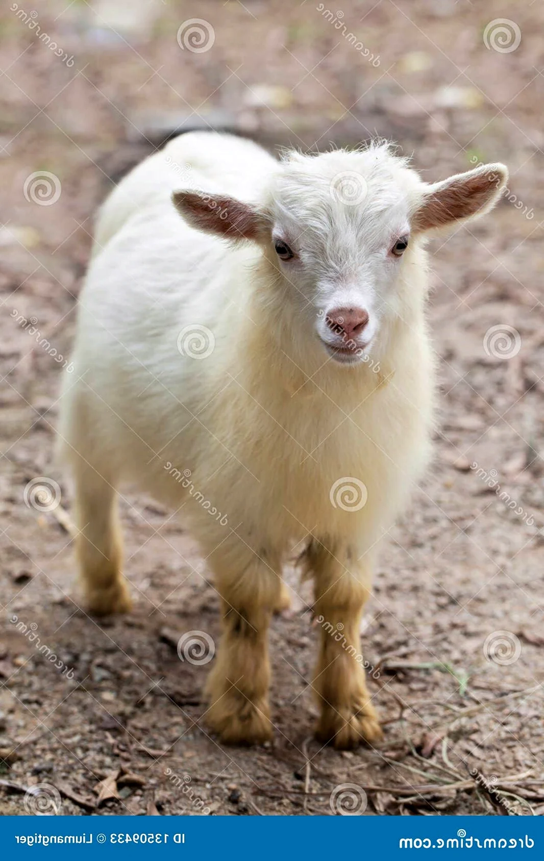 Новорожденная коза