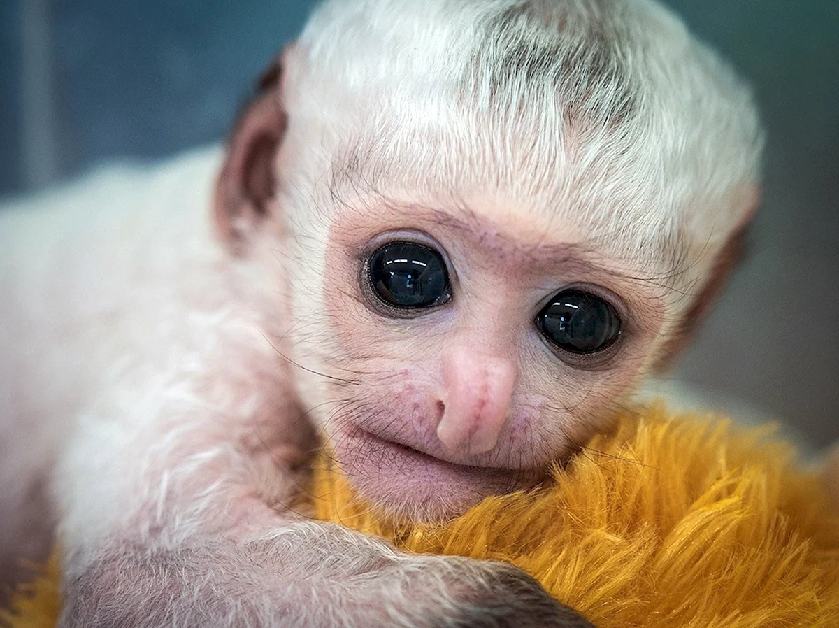 Новорожденная обезьянка