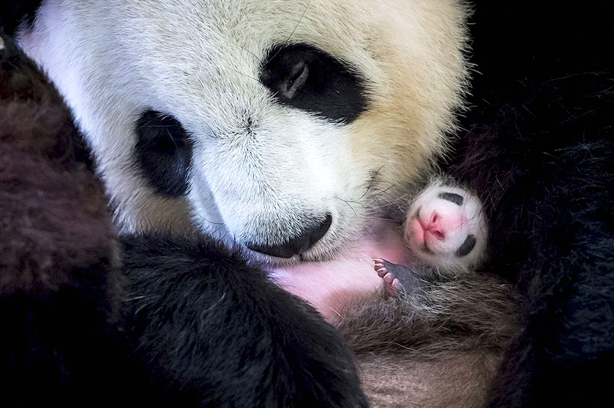 Новорожденная Панда