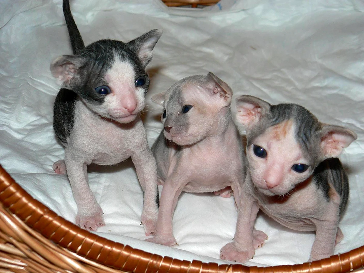 Новорожденные котята браш Донской сфинкс