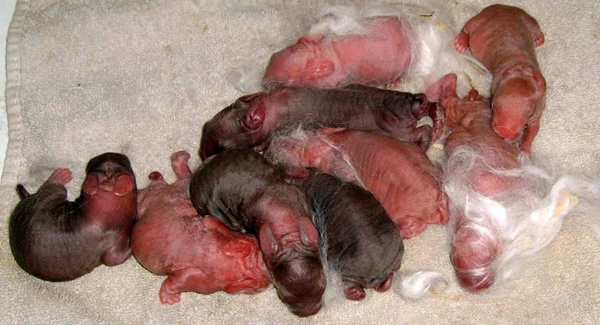 Новорожденные котята недоношенные