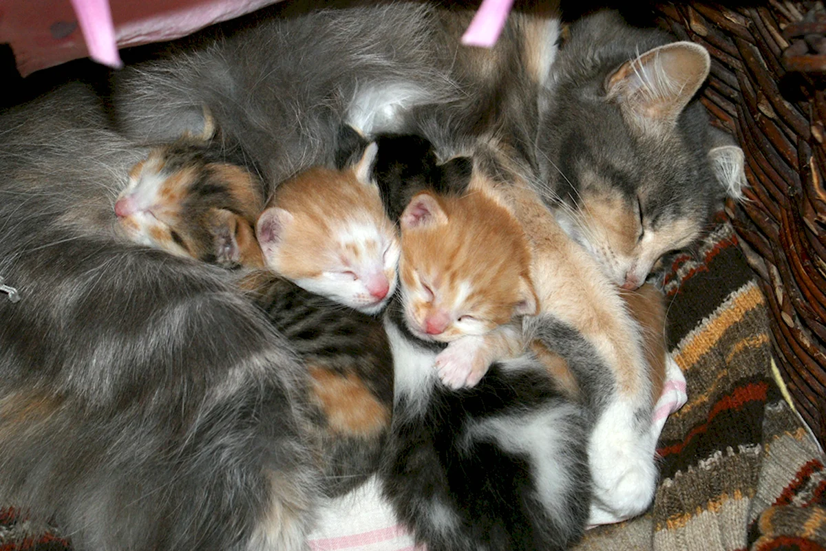 Новорожденные котята с мамой