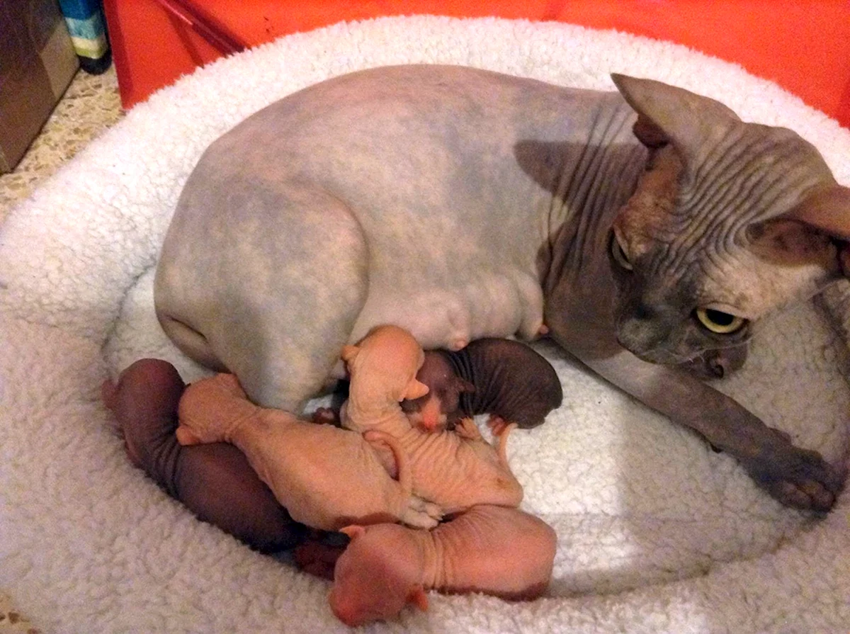 Новорожденные котята сфинкса