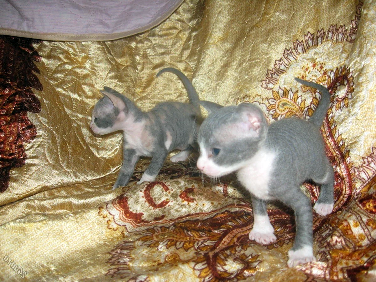 Новорожденные котята сфинкса браш
