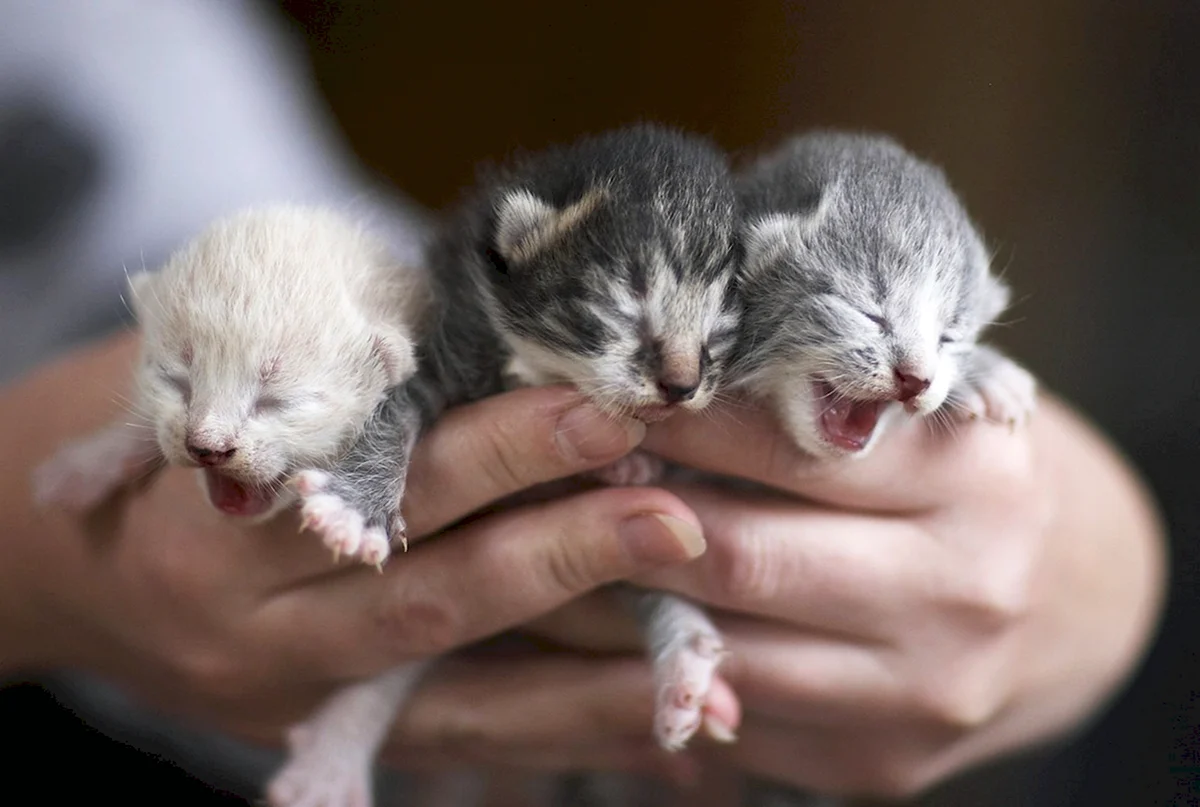 Новорожденные котята Шотландские вислоухие
