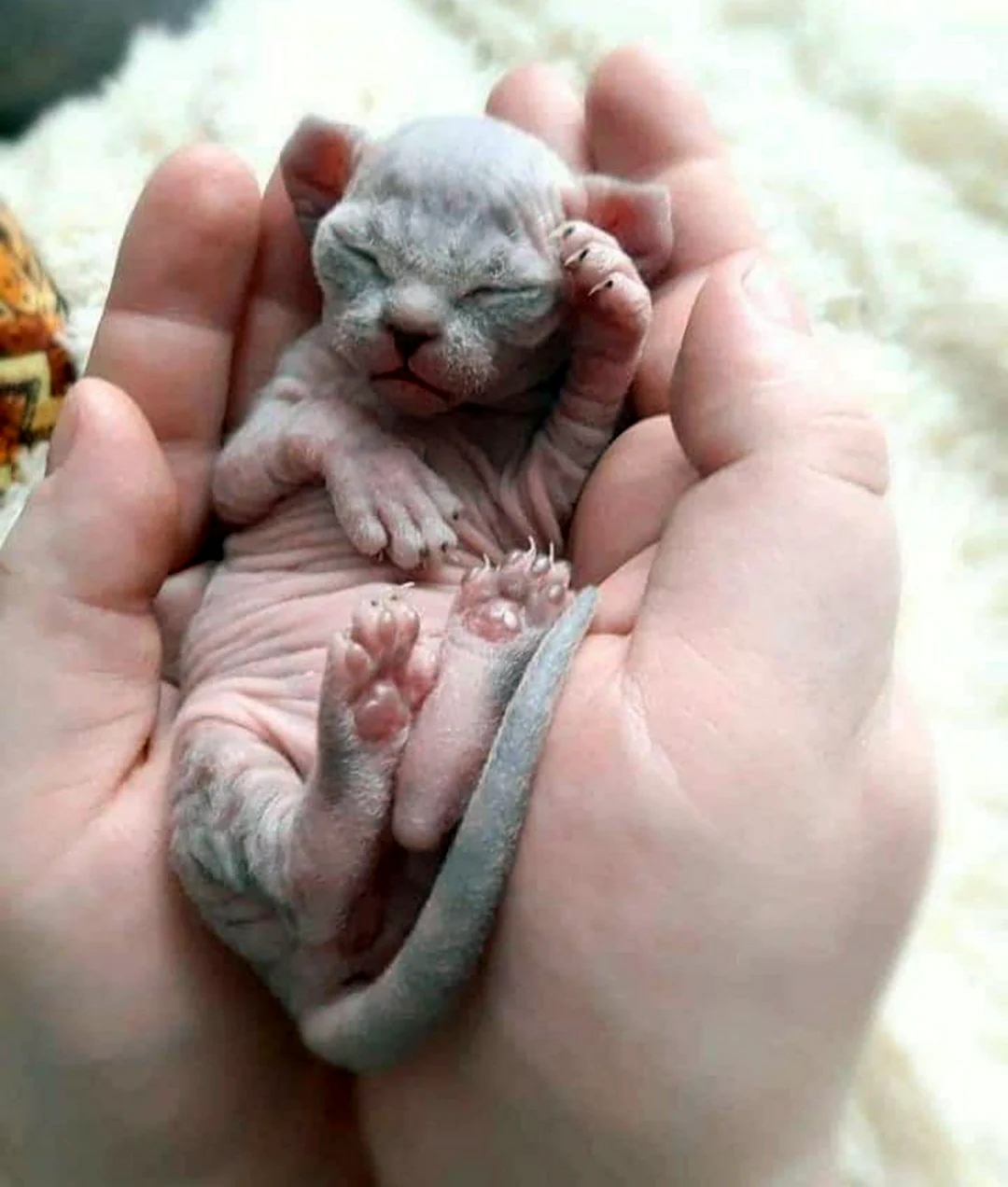 Новорожденные котята вислоухие