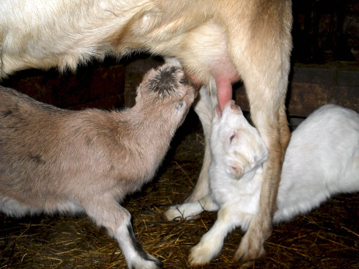 Новорождённые козлята 1 день