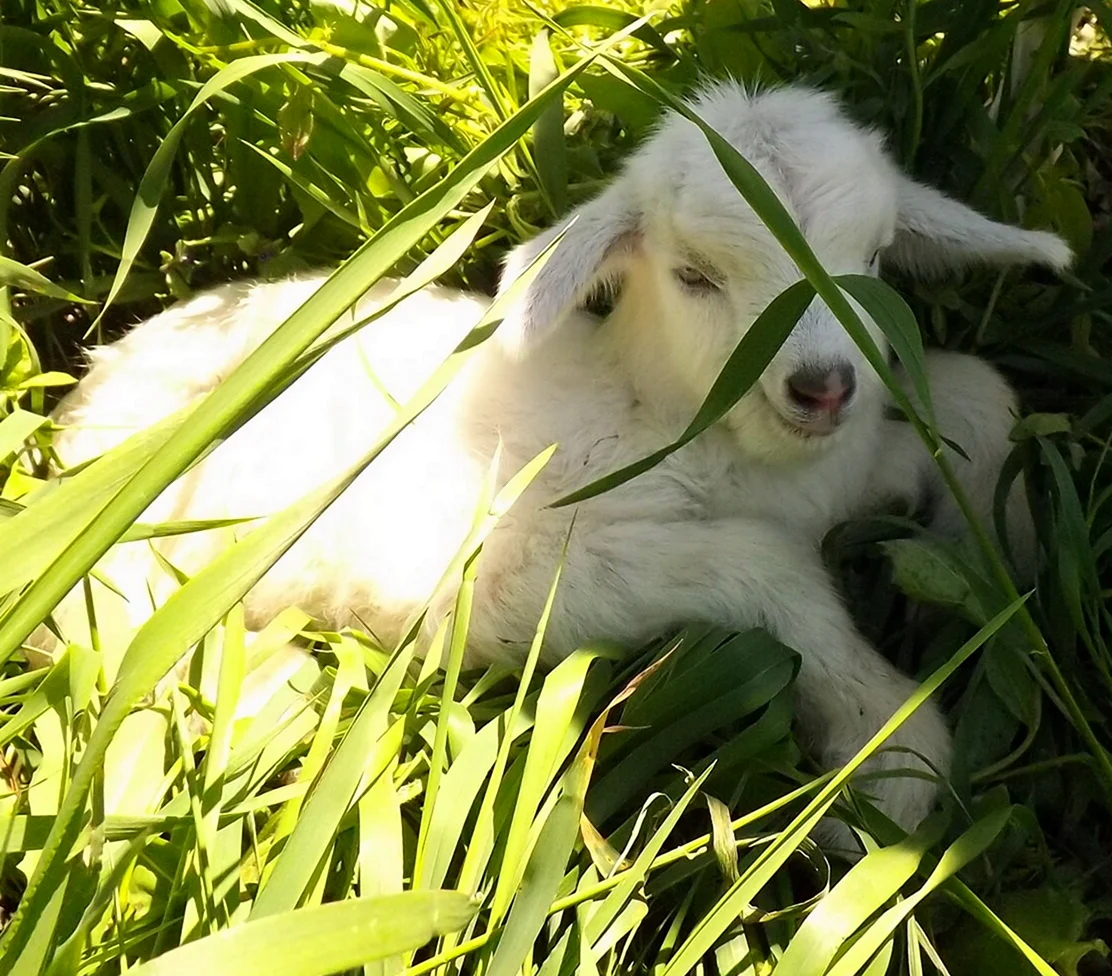 Новорожденные козлята