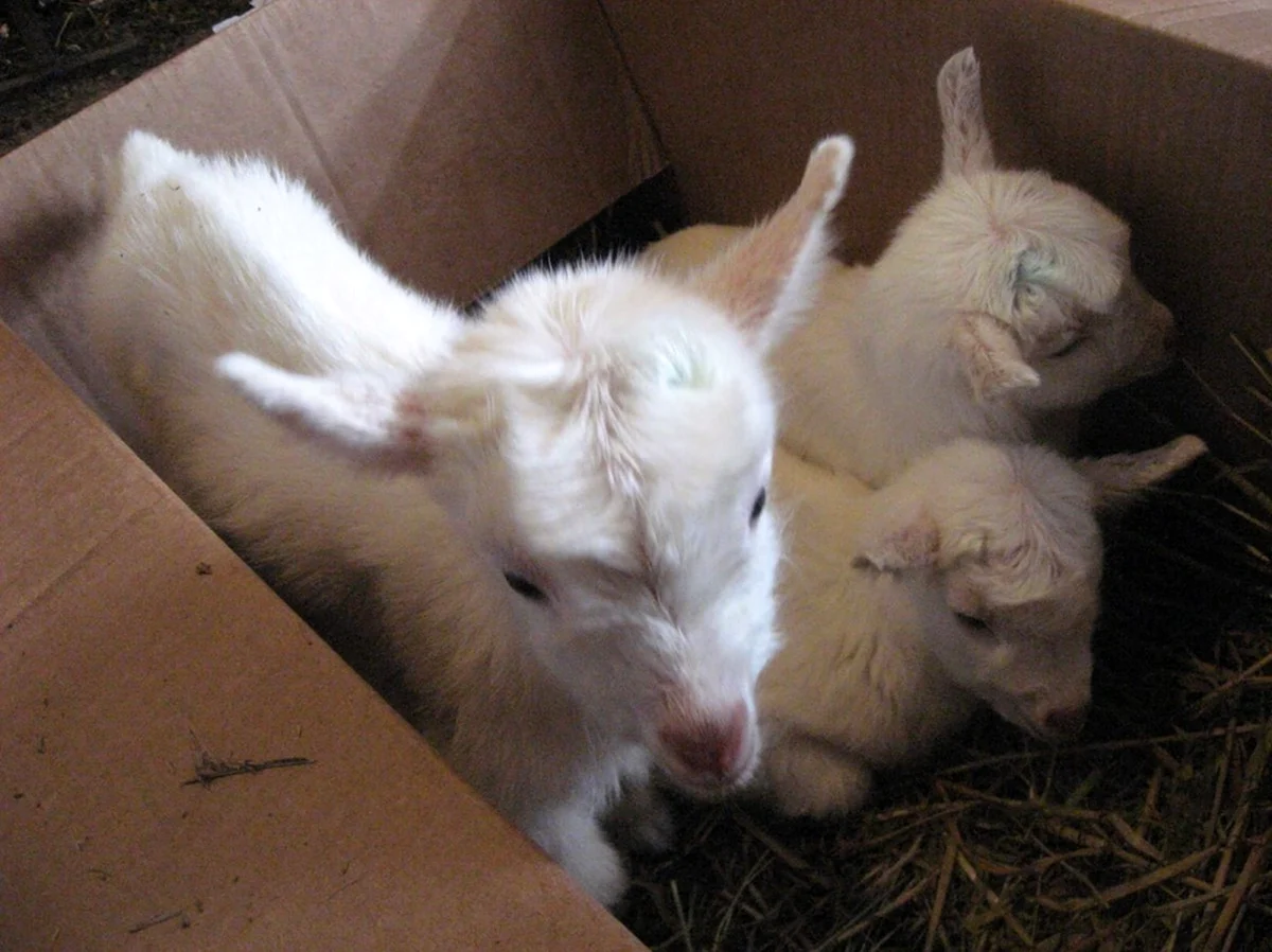 Новорожденные козлята