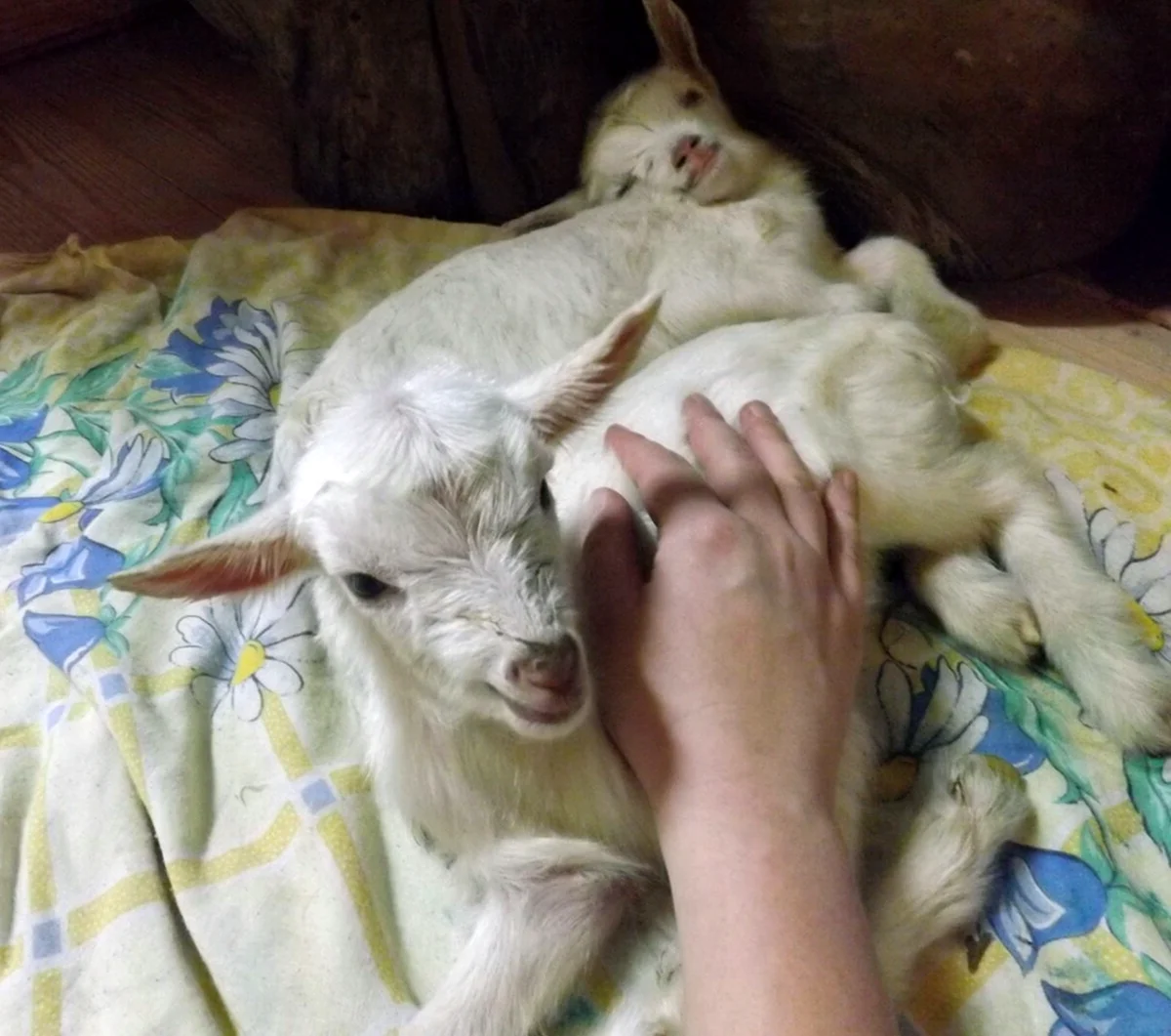 Новорожденные козлятки