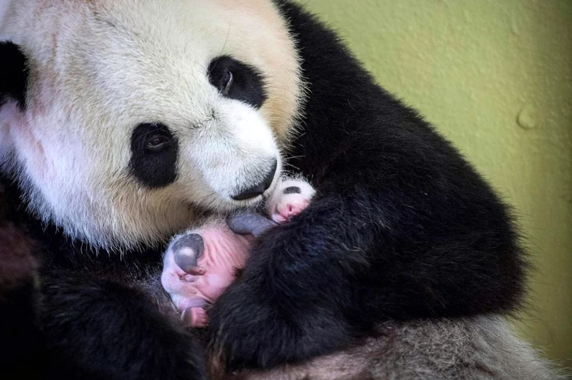 Новорожденные панды