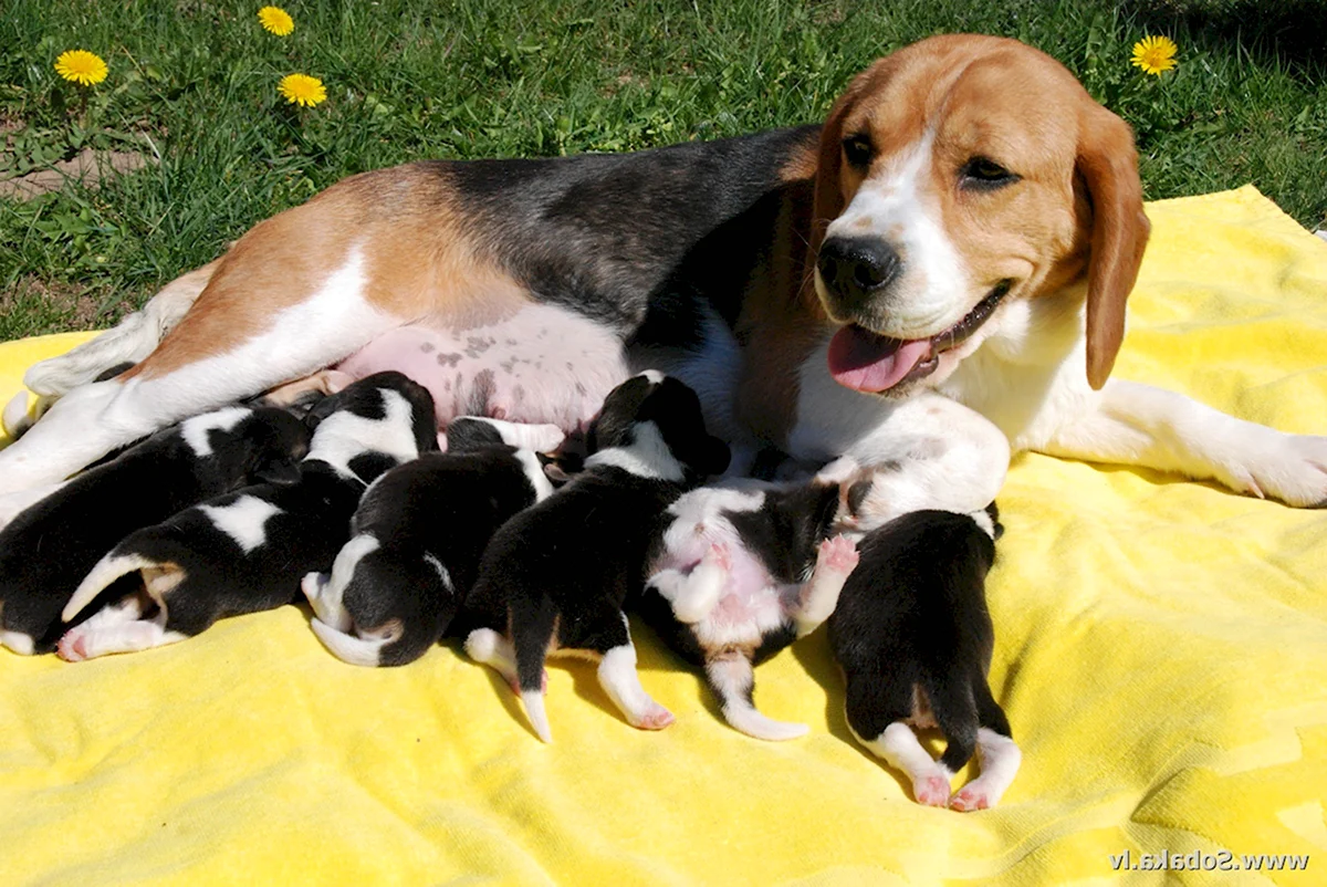 Новорожденные щенята собаки Бигль