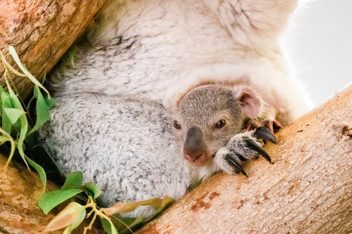 Новорожденный коала