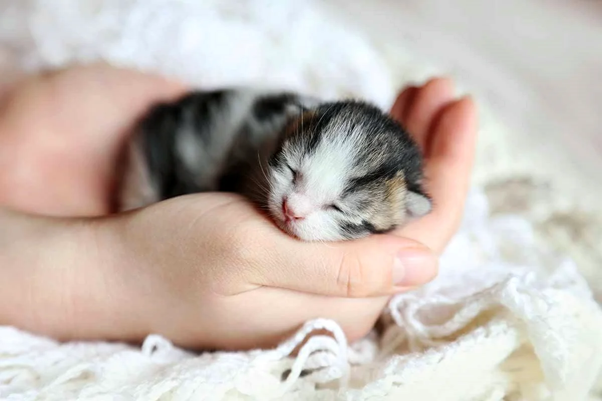 Новорожденный котенок спит