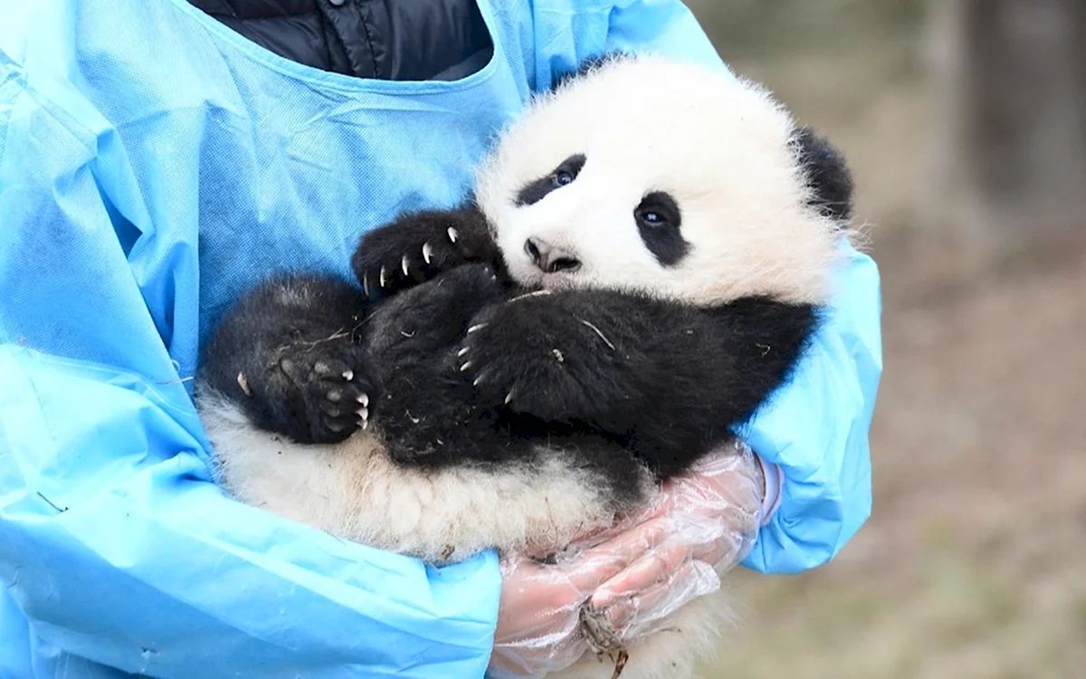 Новорожденный Панда