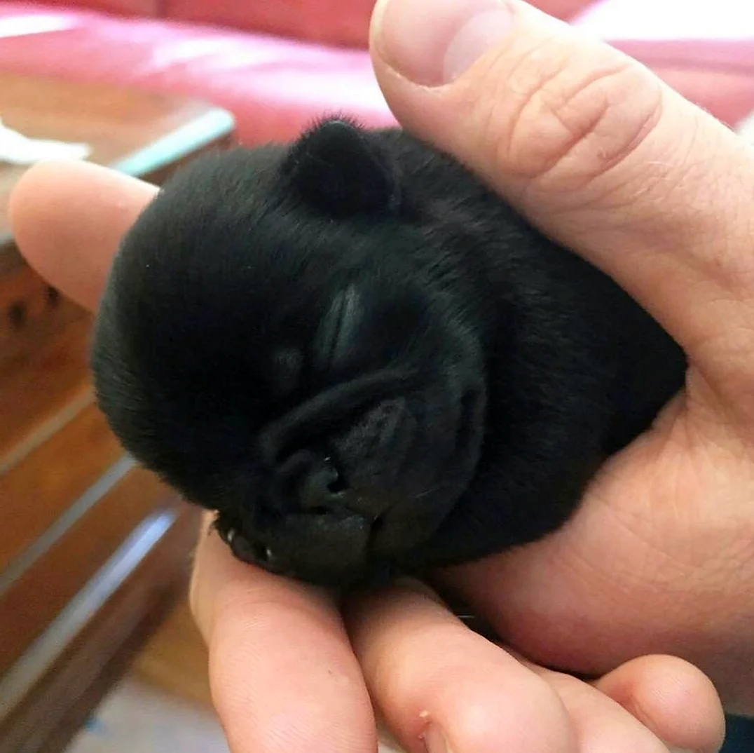Новорожденный щенок МОПСА