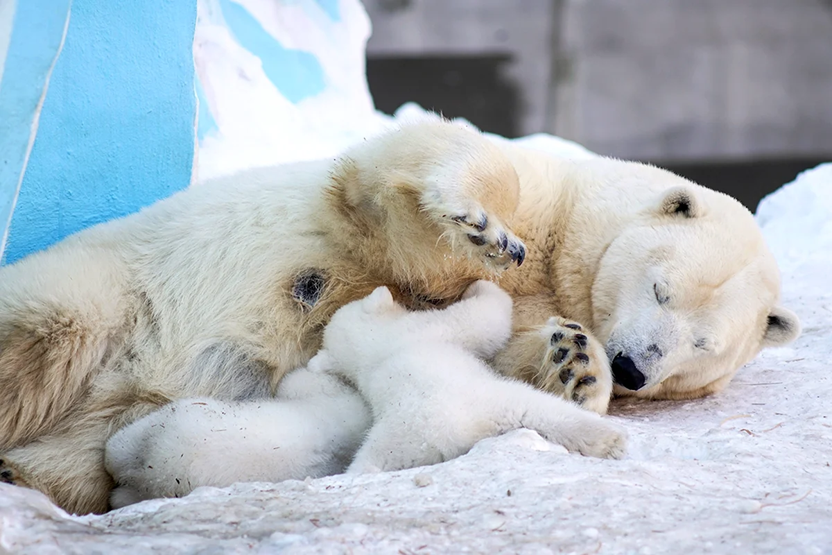 Новосибирский зоопарк белые медведи