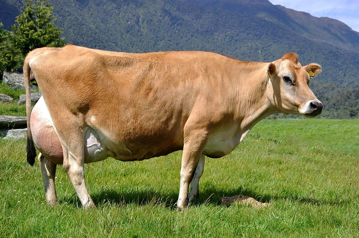 Новозеландская порода коров
